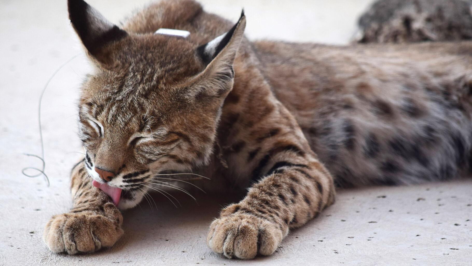 Sadie, a bobcat in Tucson study, shot dead
